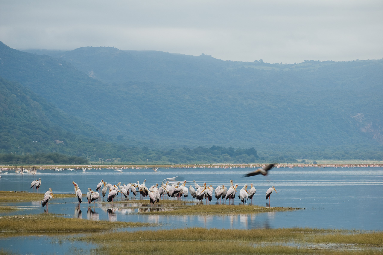 Manyara Tree Lodge