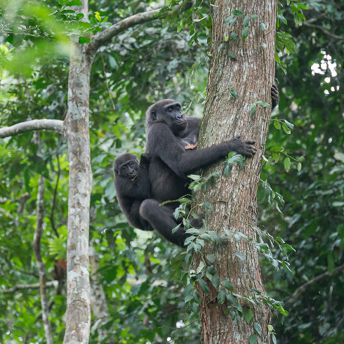 Republik Kongo Flachland Gorillas