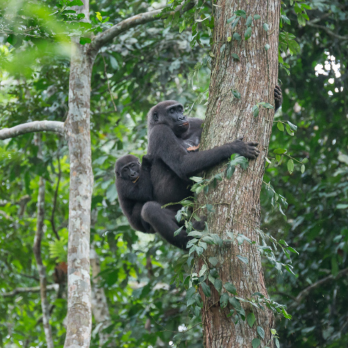 Republic of Congo