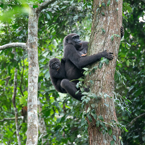 Gorillas & Chimps Afrika